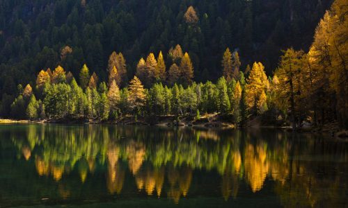 Every october I am in the Swiss Alps to capture the fall colors and at one of my favorite spots I was so lucky to capture the larch trees lit by the sun, reflecting into the water of a lake.